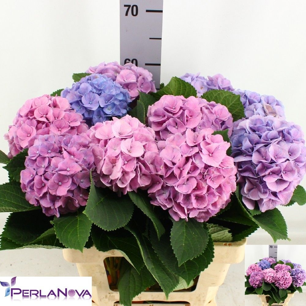 Hydrangea My Heaven 60cm 15Ø