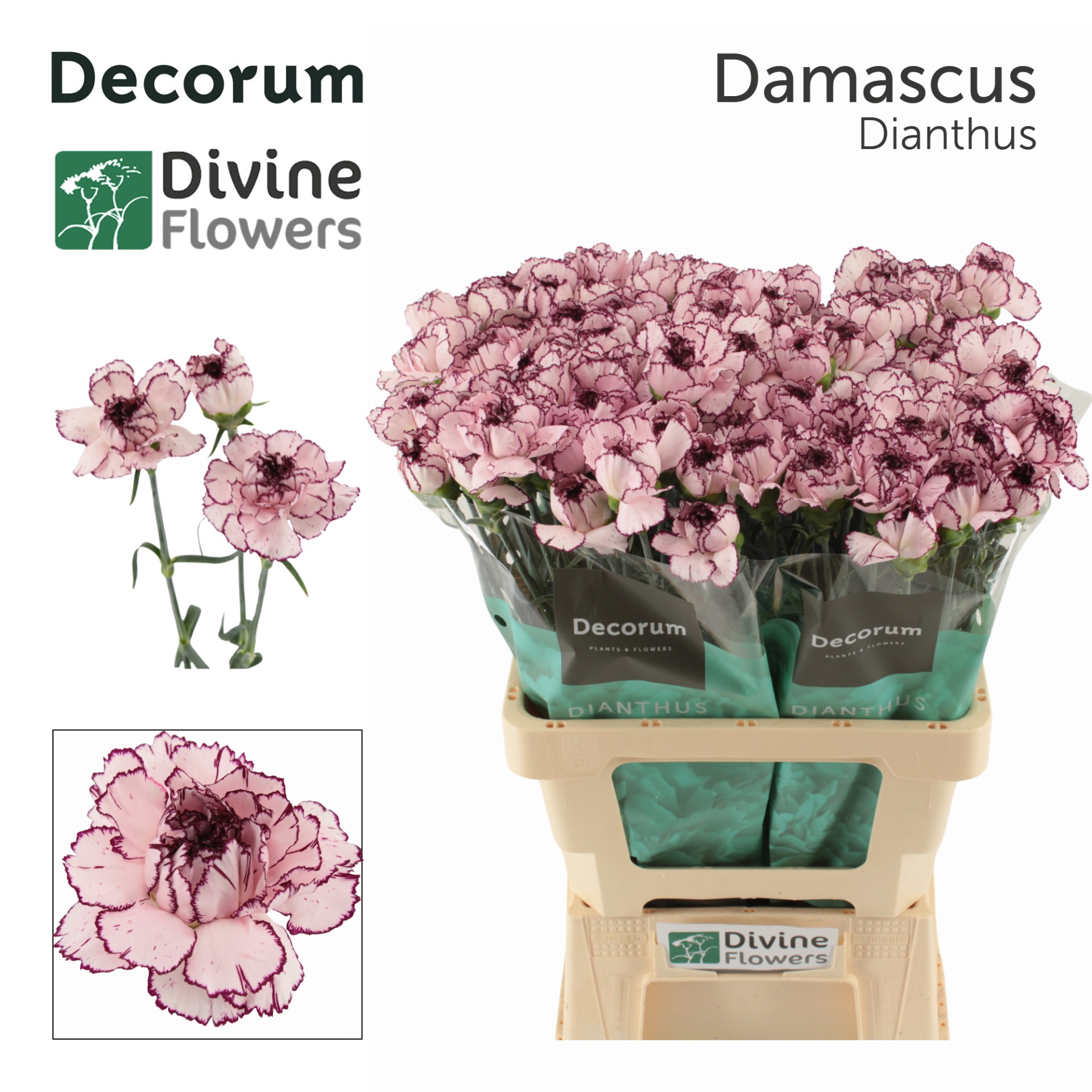 Di St Damascus