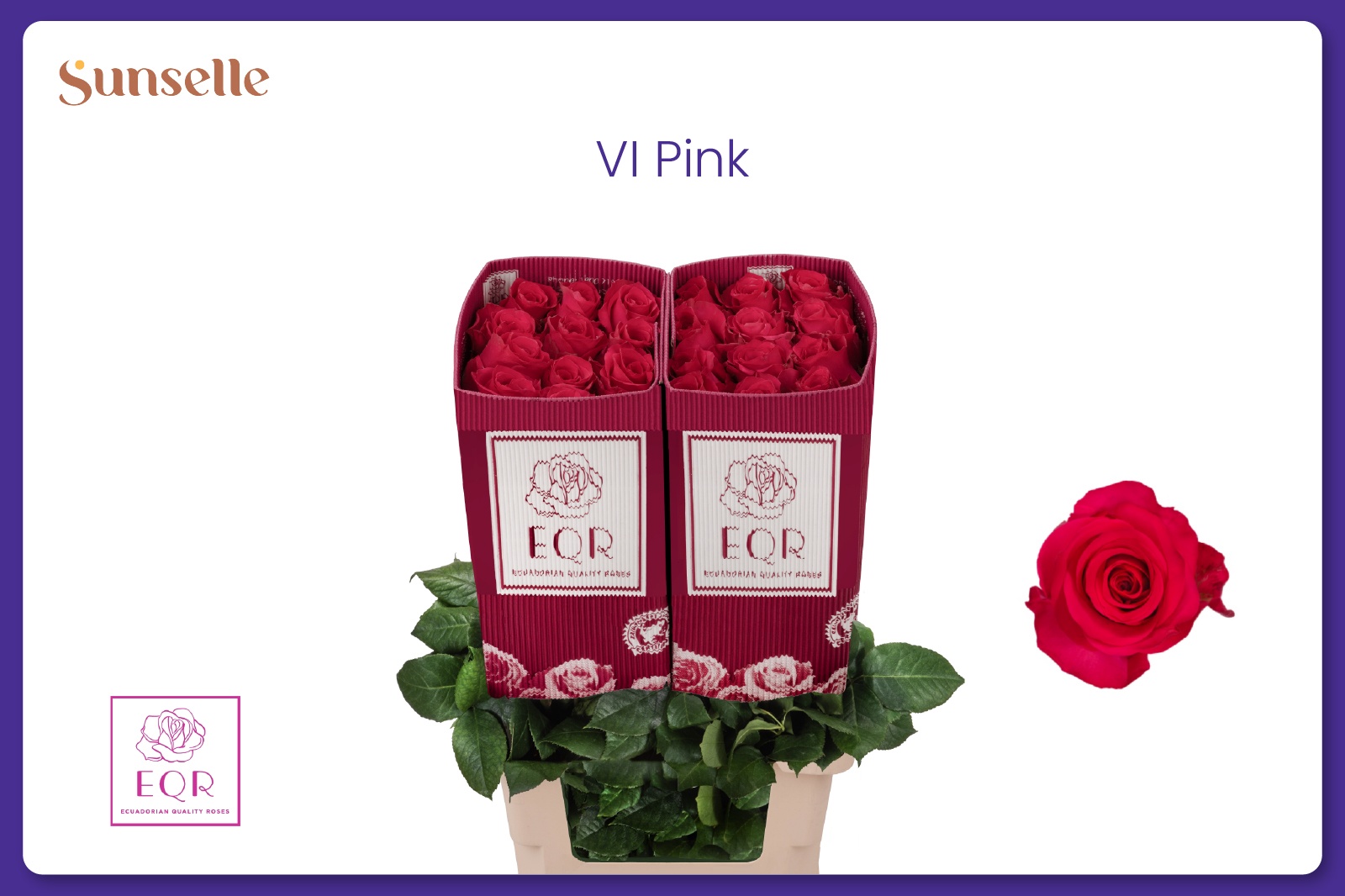 Rosa Vipink 60cm