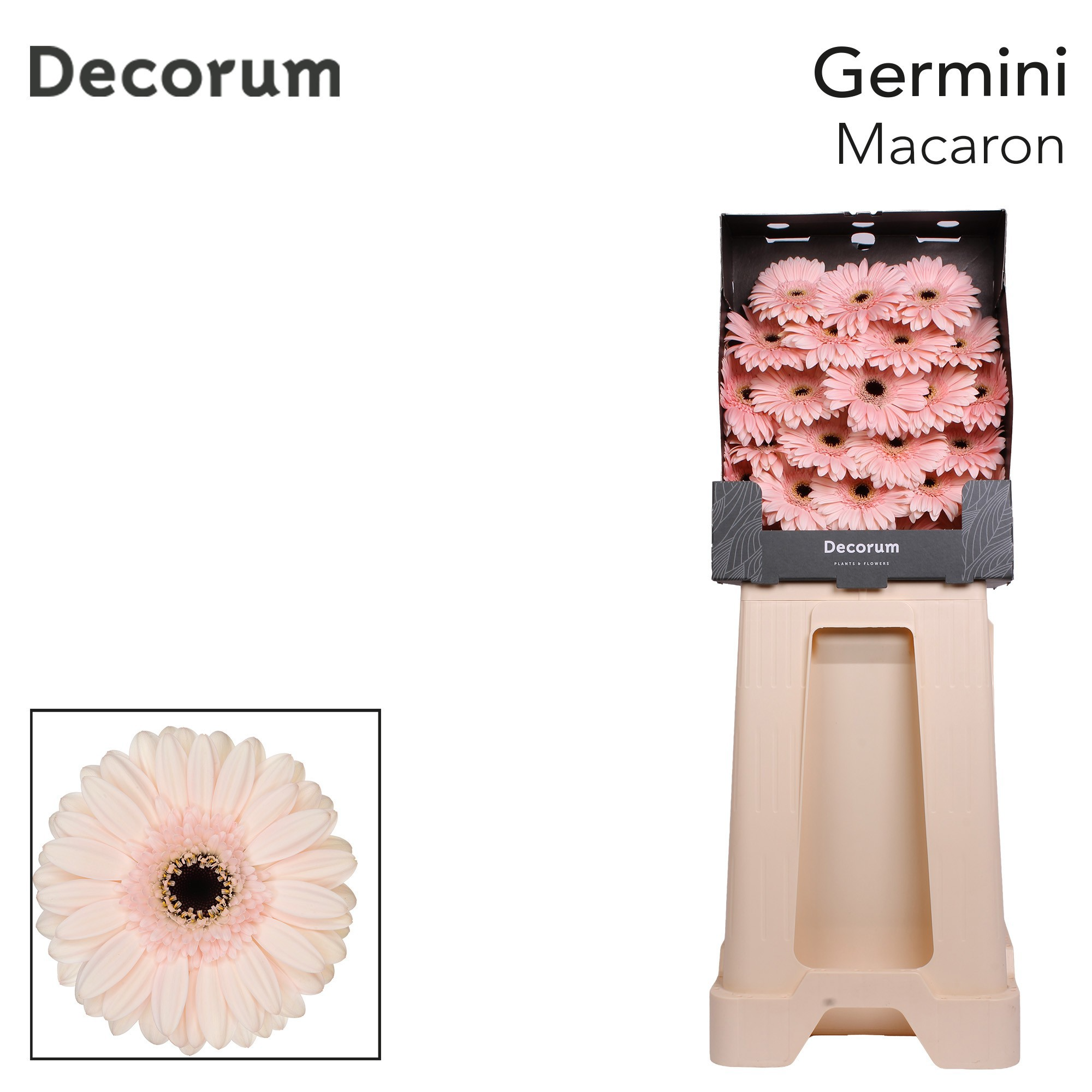 Ge Mi Macaron