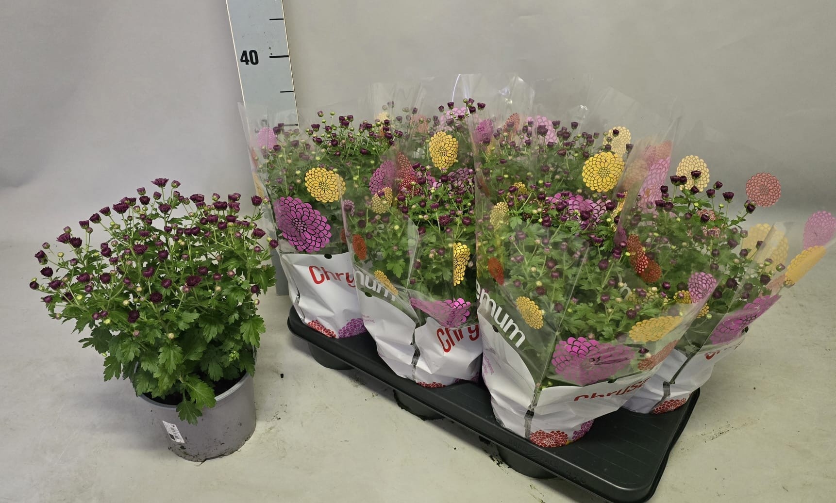 Chrys Garden Mums Gm 15P 30H 22bloei