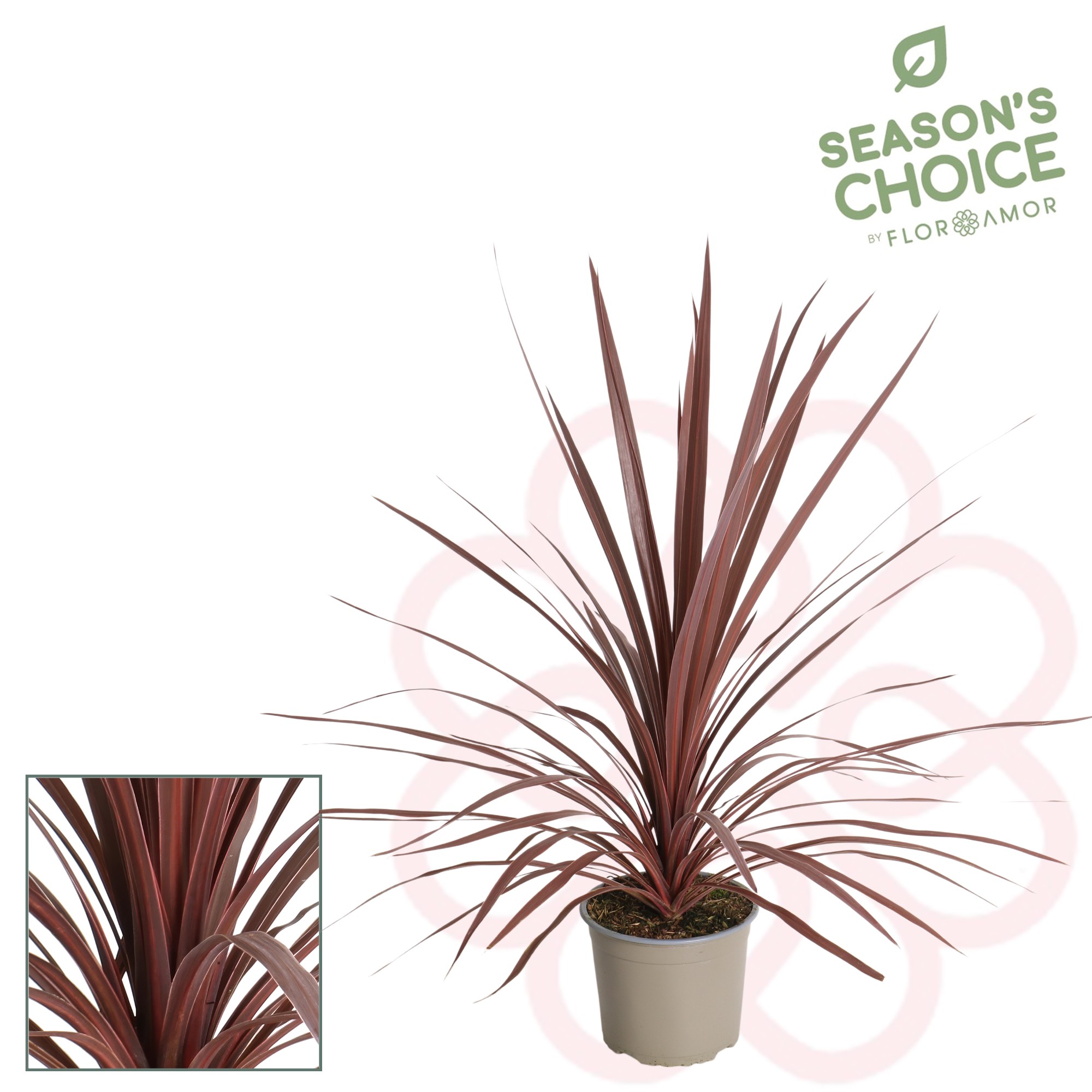 Picture of Cordyline 'Red Star' 65 - 75 cm