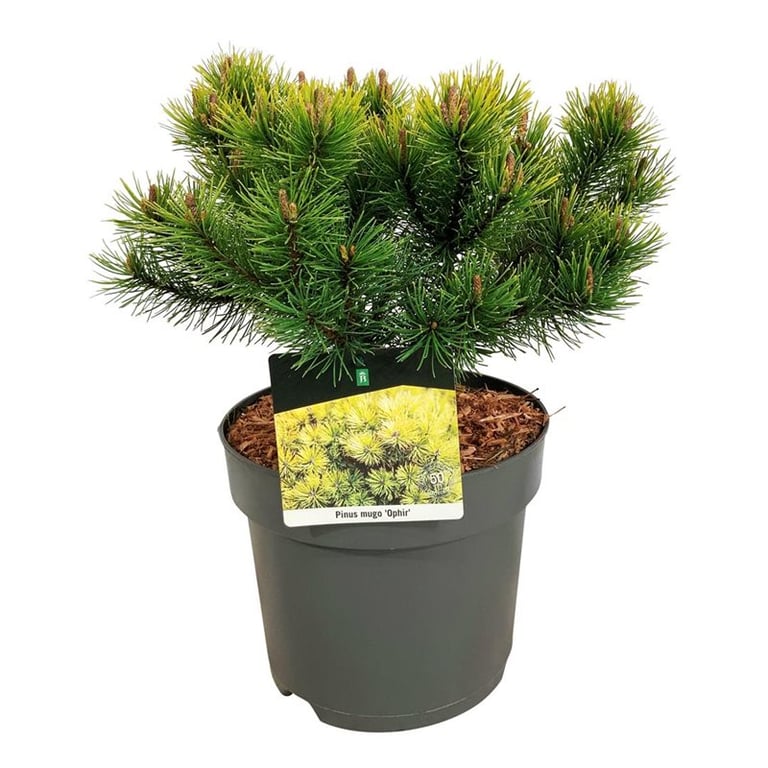 Picture of Pinus mugo 'Ophir'