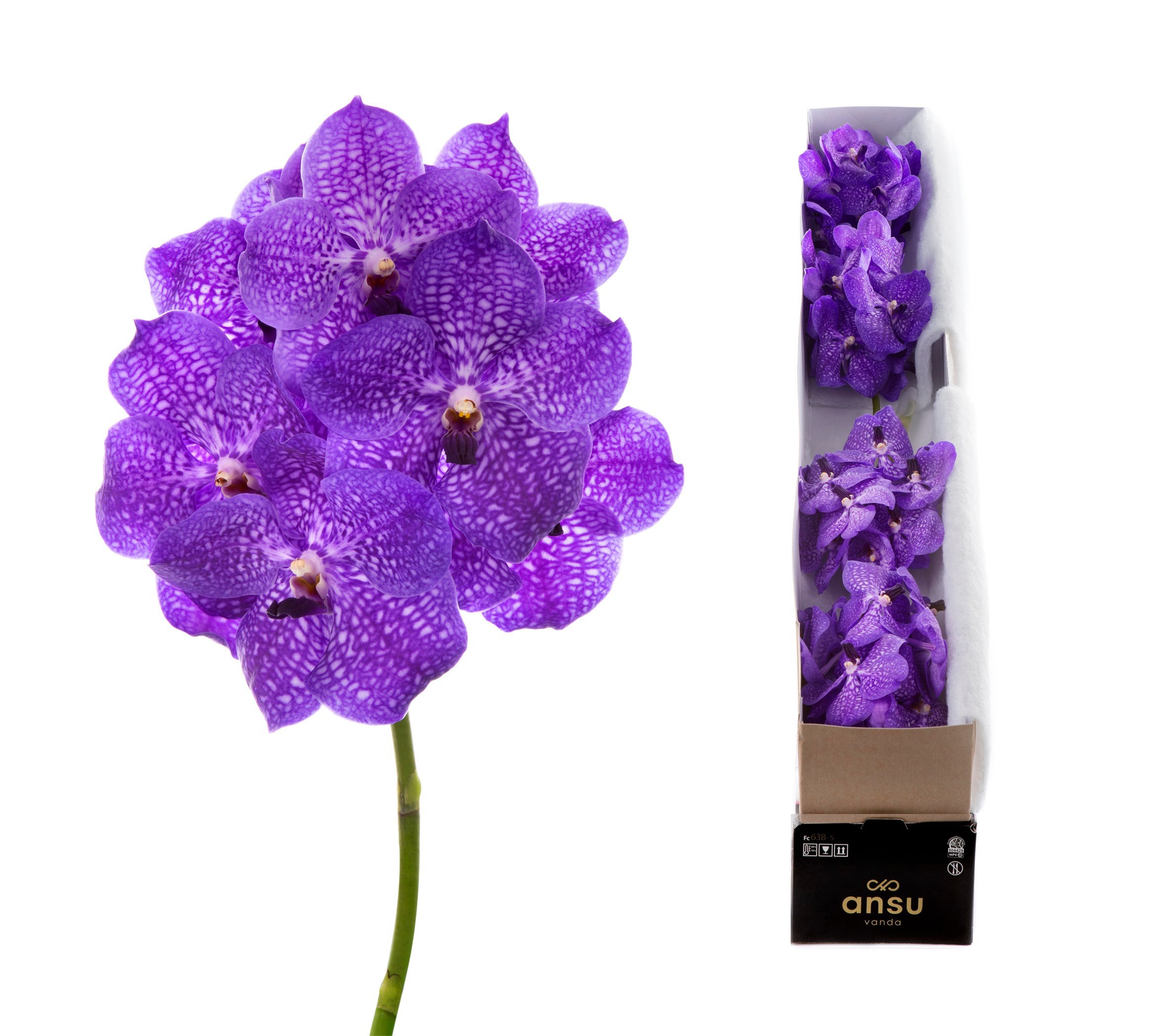 Vanda Violet Blue 83 X4