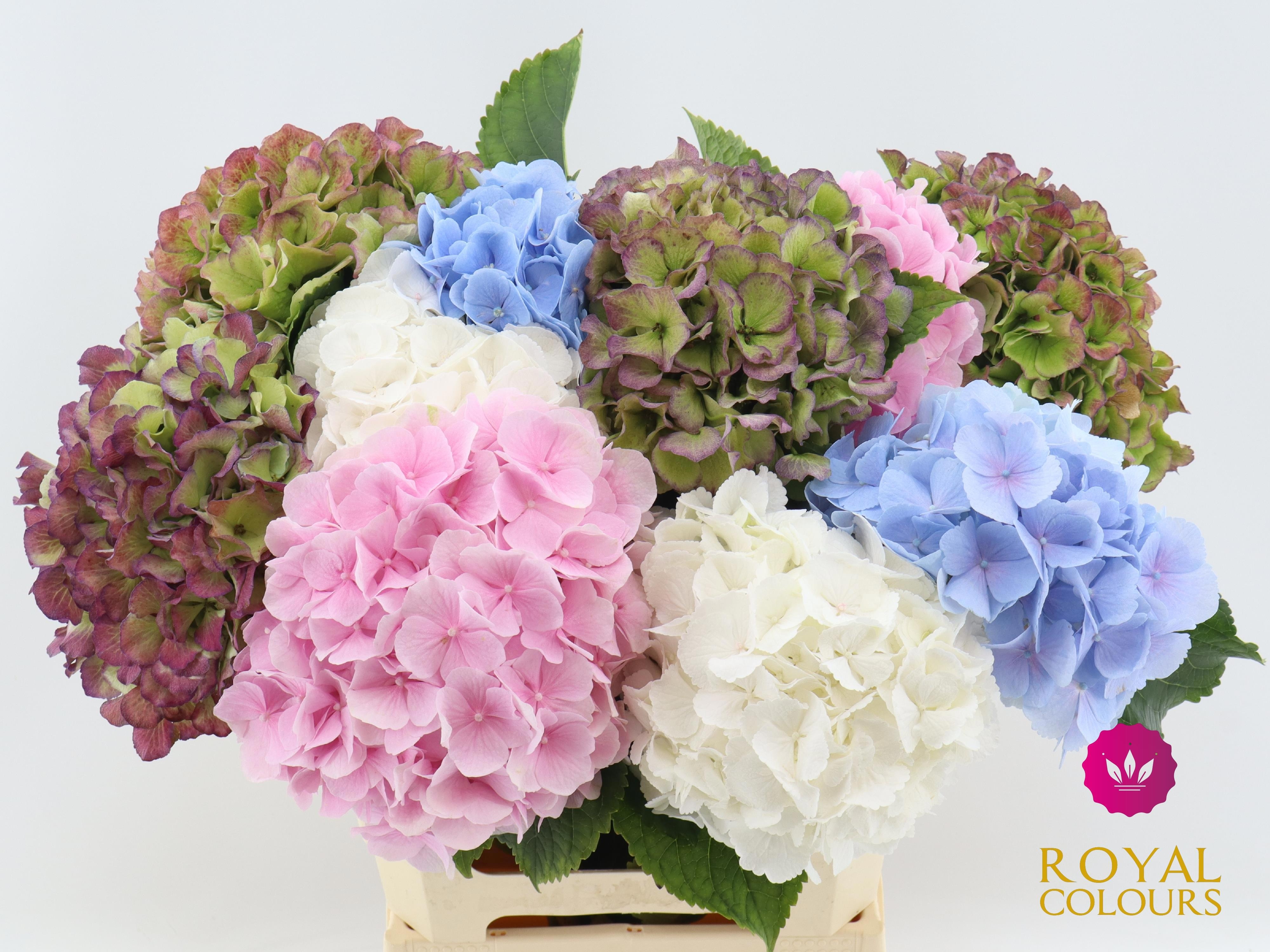 Hydrangea Mixed 60cm 18Ø