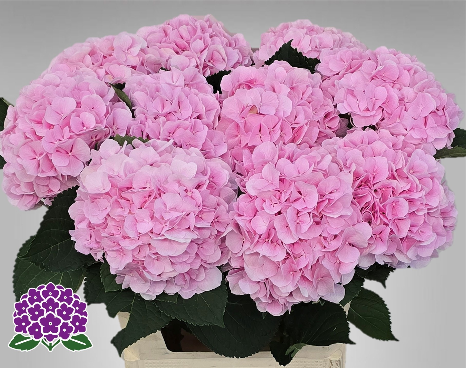 Hydrangea Verena Pink 80cm 22Ø