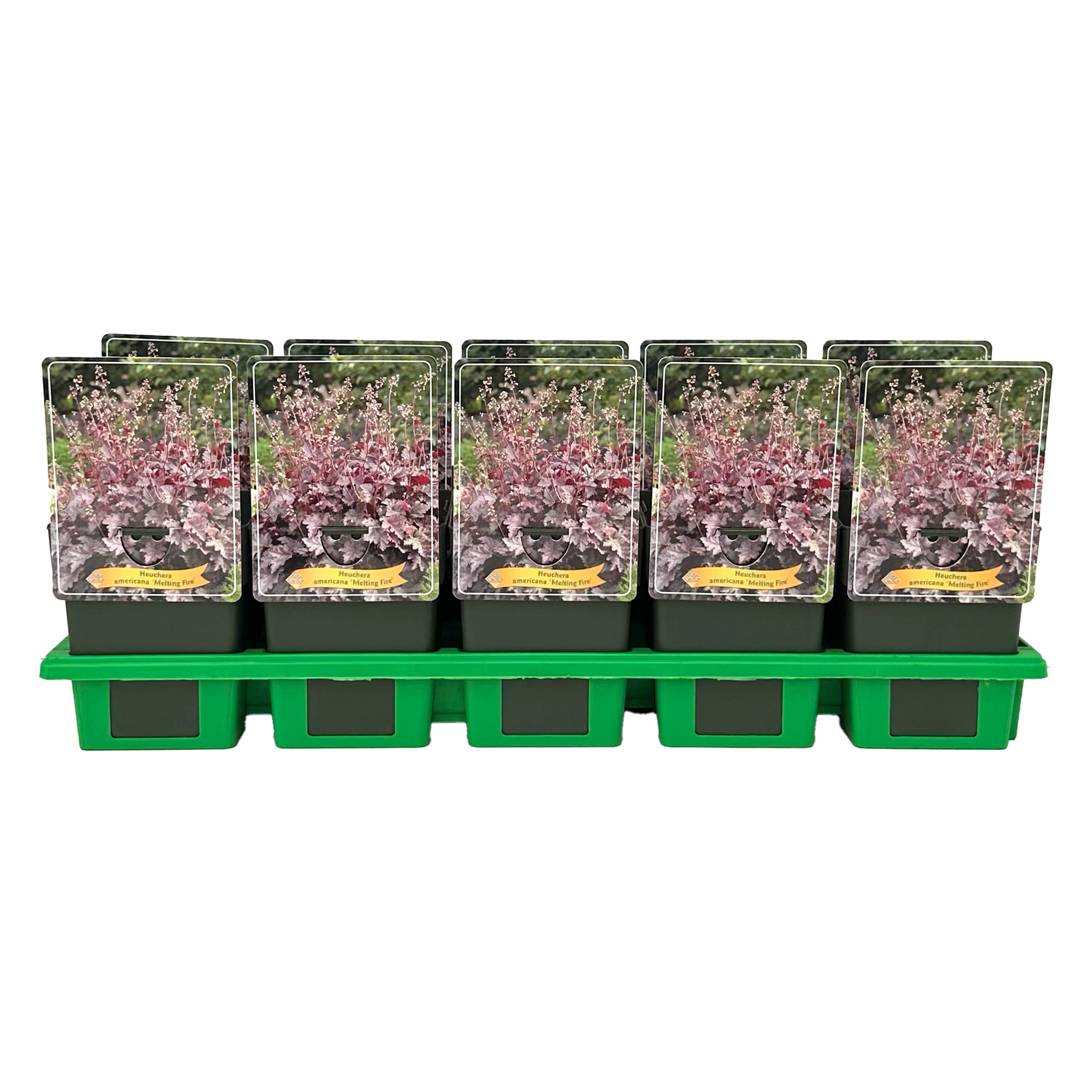 Heuchera 'Melting Fire'