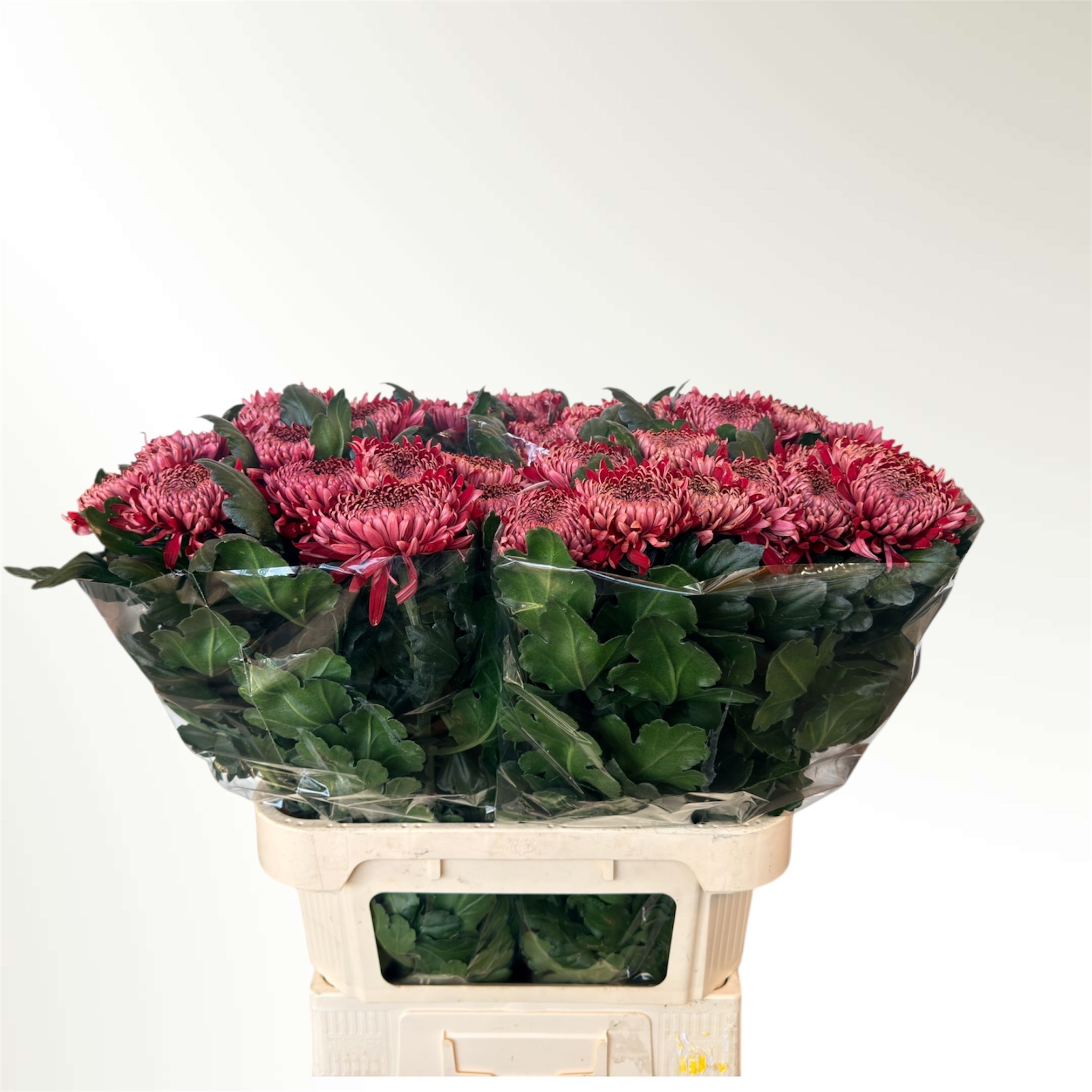 Chrysant Single Regalmist Red 80cm 120gram
