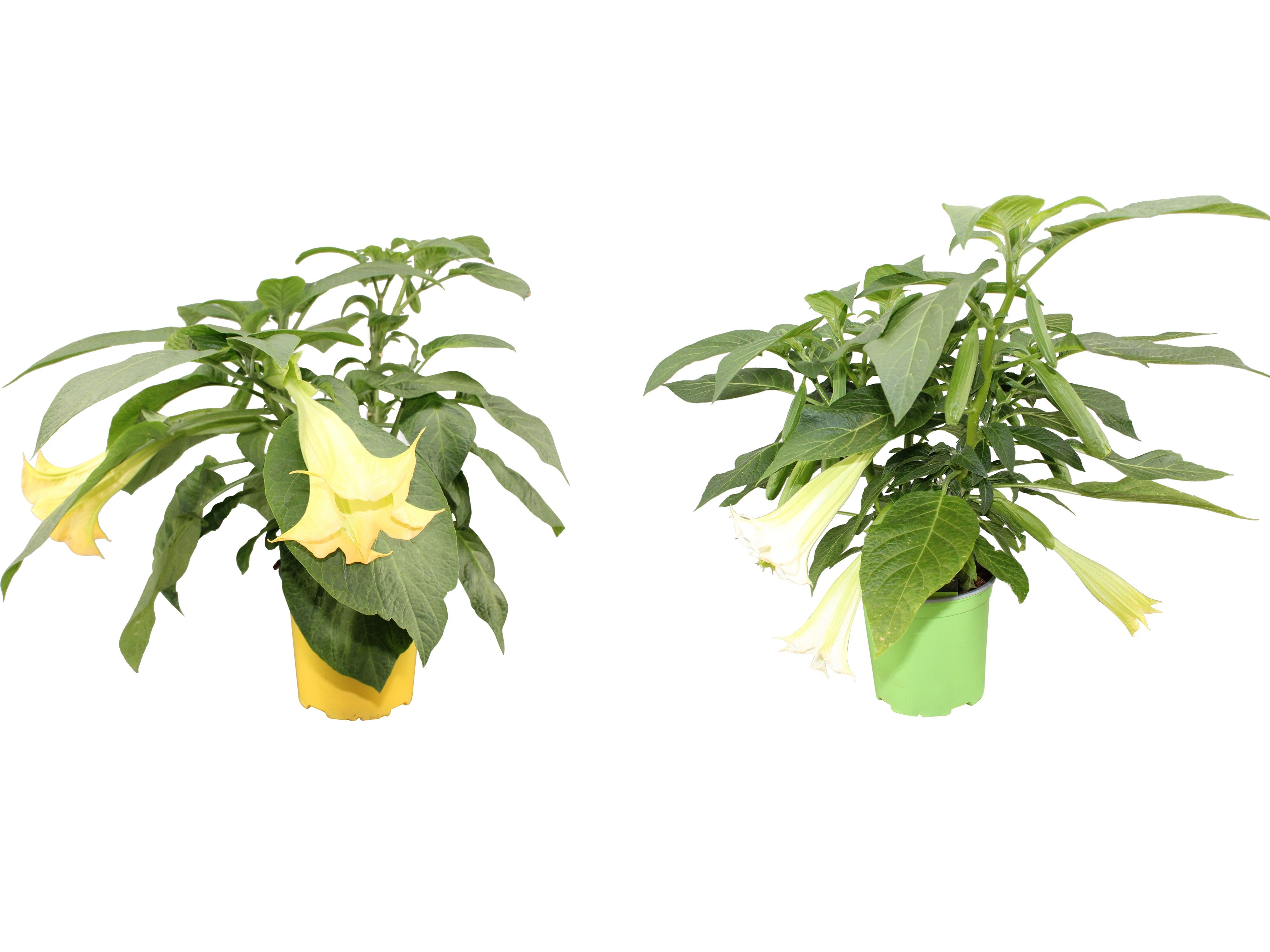 Brugmansia struik mix