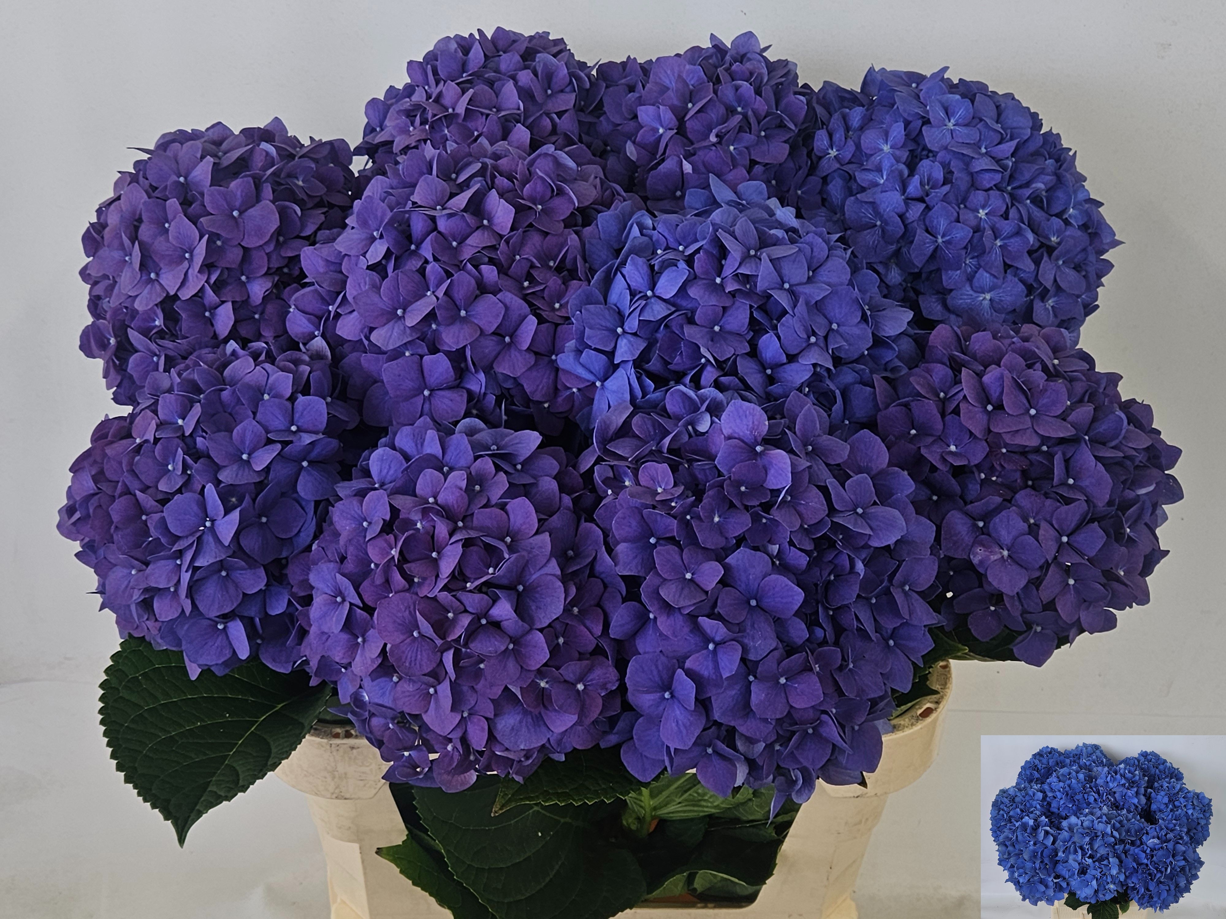 Hydrangea Pimpernel Dark Blue 80cm 20Ø