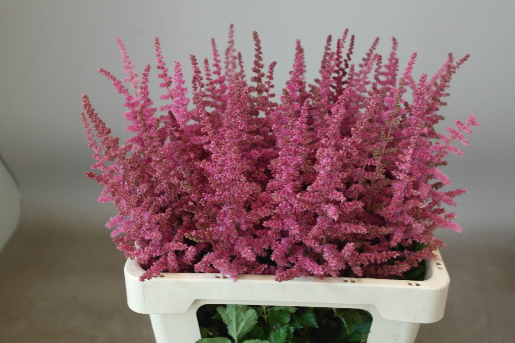Astilbe Loud N Proud 60cm