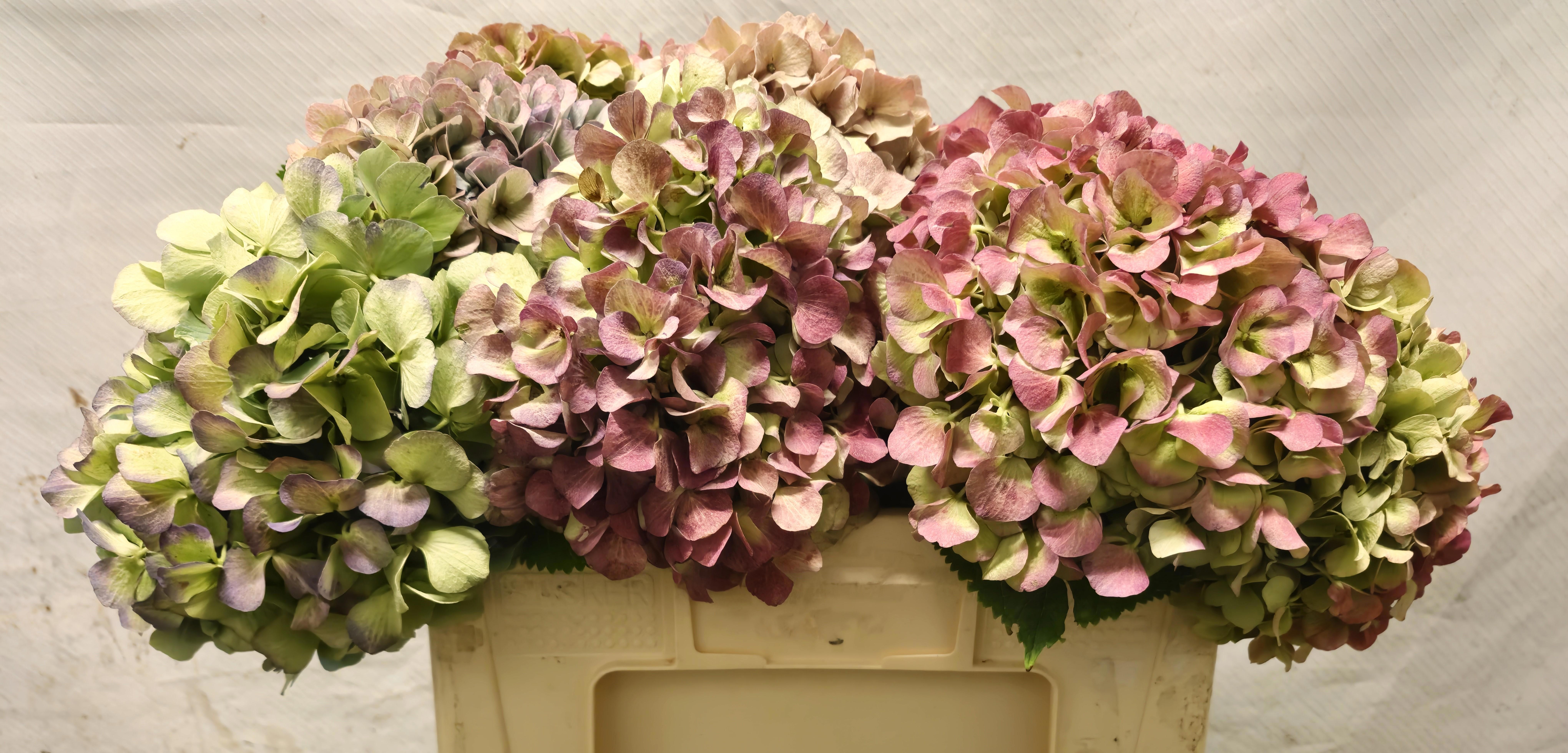Hydrangea Antique 45cm 19Ø
