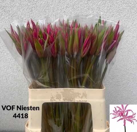 Nerine Amarine Dark Pink 60cm