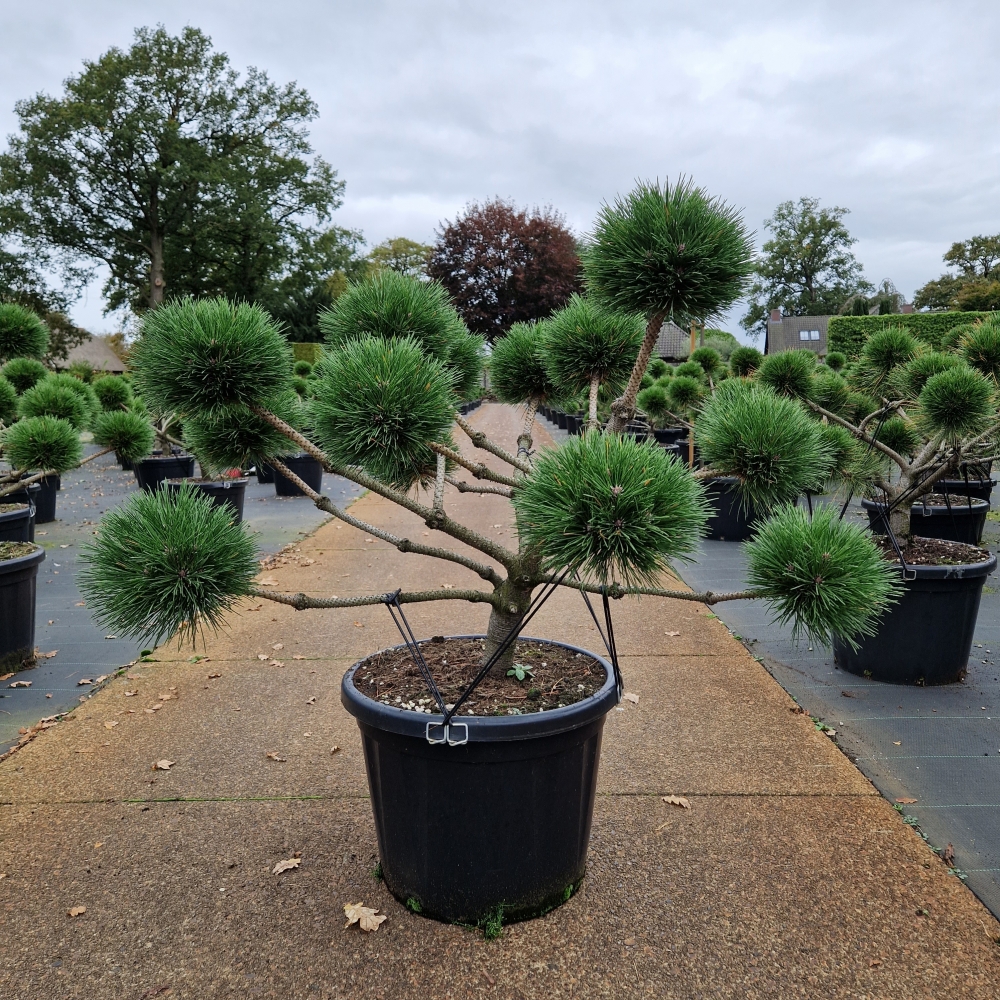 Picture of Pinus nigra Brepo C45 Bonsai-70/80 (LOOSE)