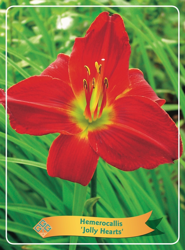 Picture of Hemerocallis Mix 6x10 srt. per shelve P11