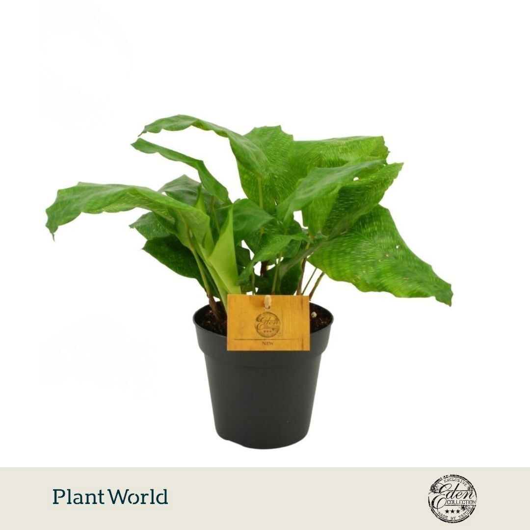 Calathea musaica Network