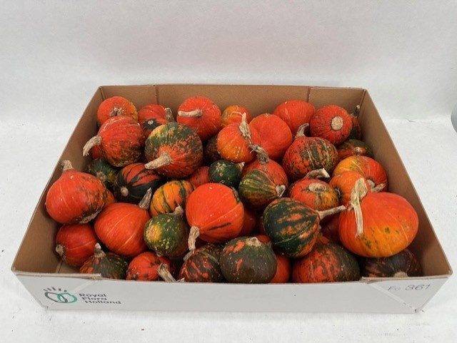 Cucurbita Turkish Turban Mix