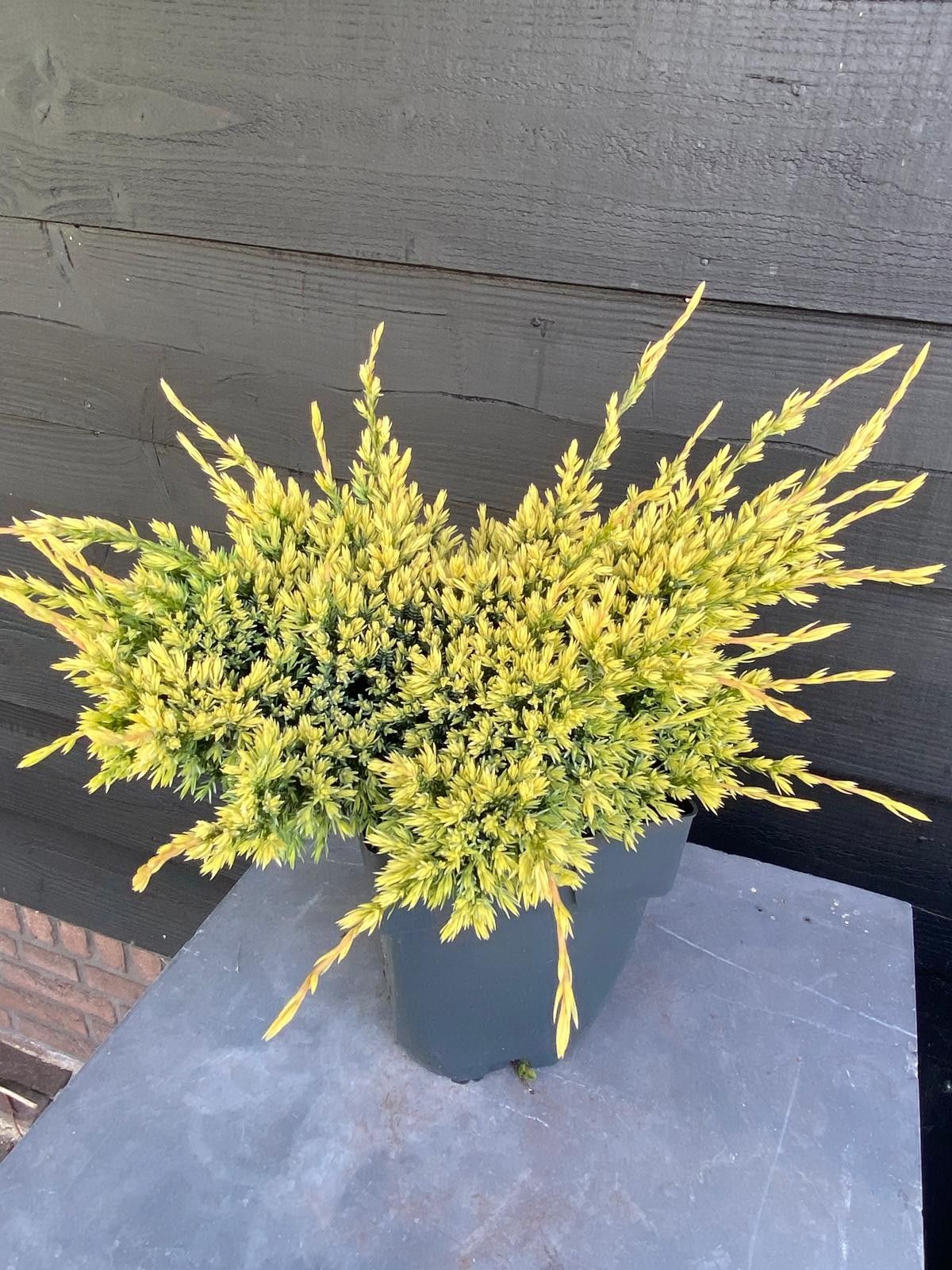 Picture of Juniperus squamata 'Holger' P17
