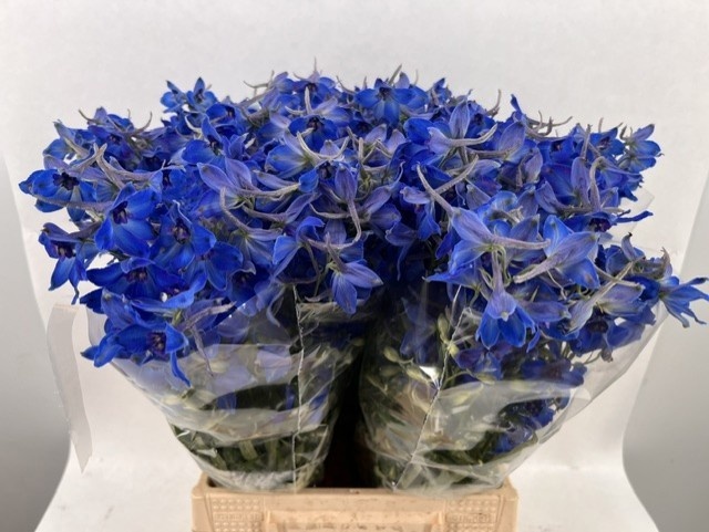 Delphinium Volkenrfrieden 50cm