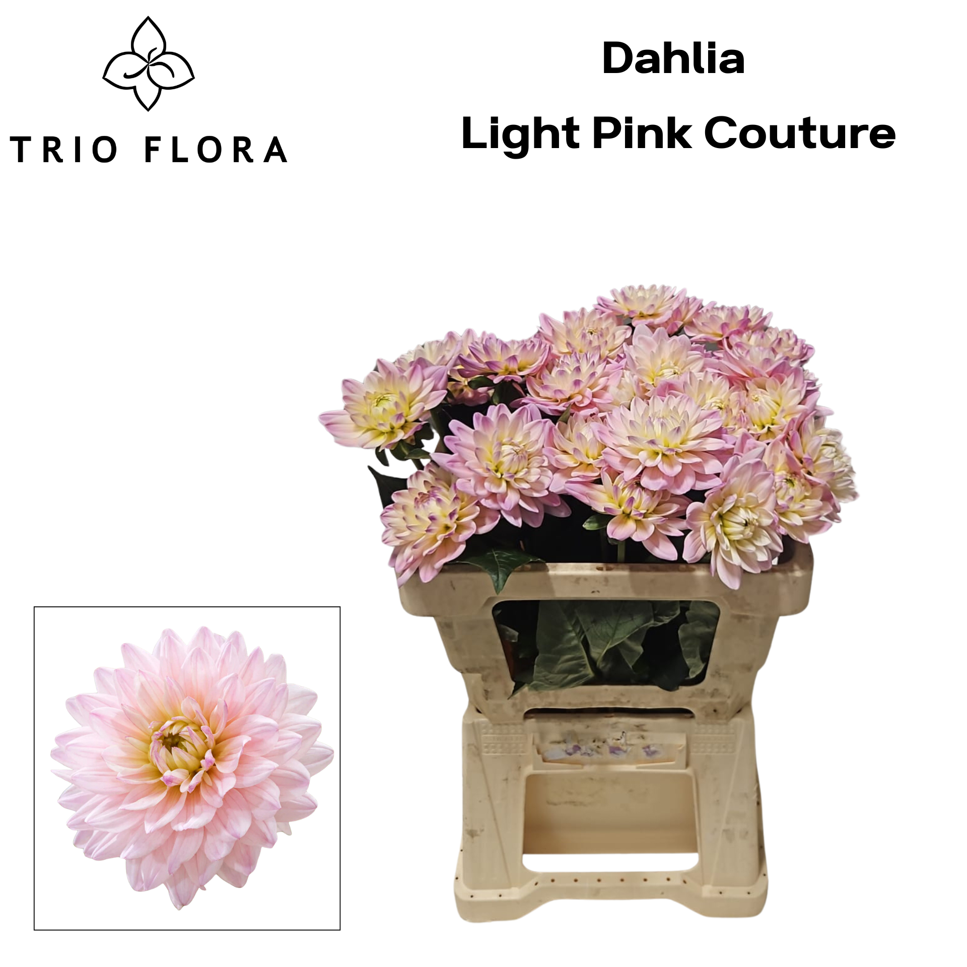 Dahl Light Pink Couture 996