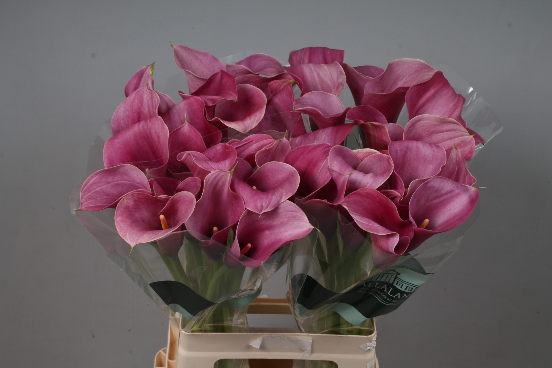 Calla Capt Romance 65cm