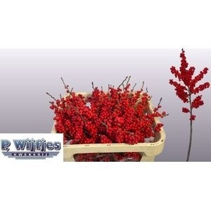 Ilex Verticlilata 70cm