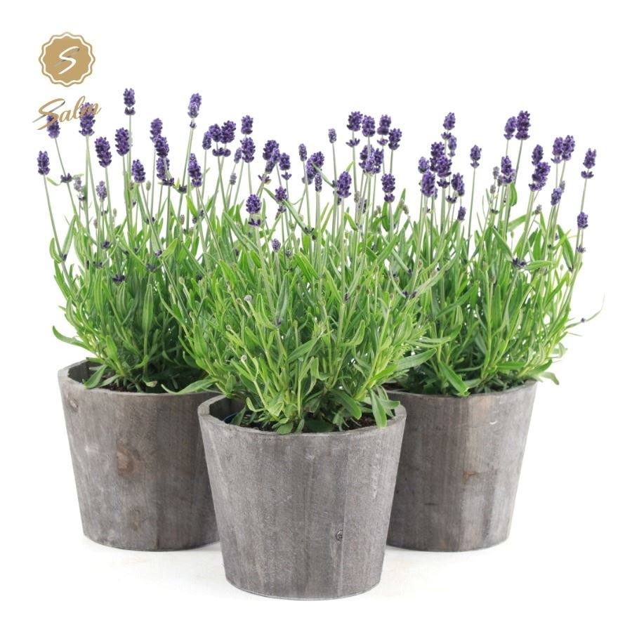 Picture of Lavandula ang. 'Felice'® Collection P12 in Wood