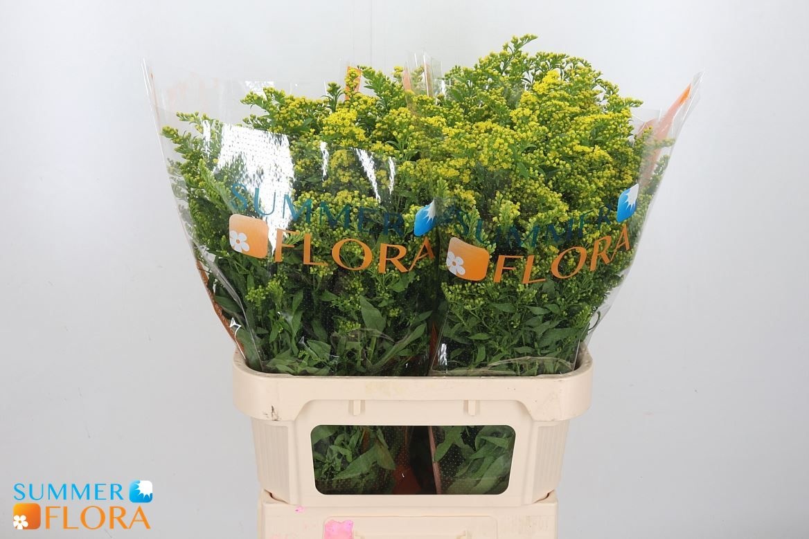 Solidago Golden Glory 80cm 40gram