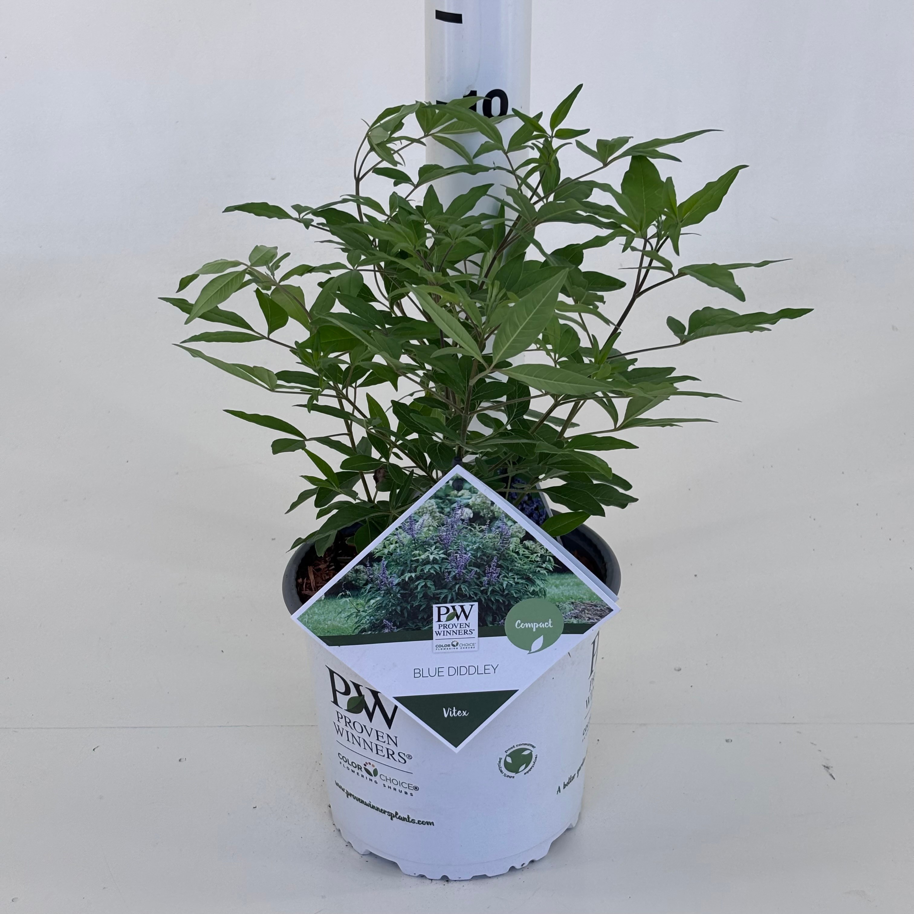 Vitex agnus-castus Blue Diddley ('SMVACBD')