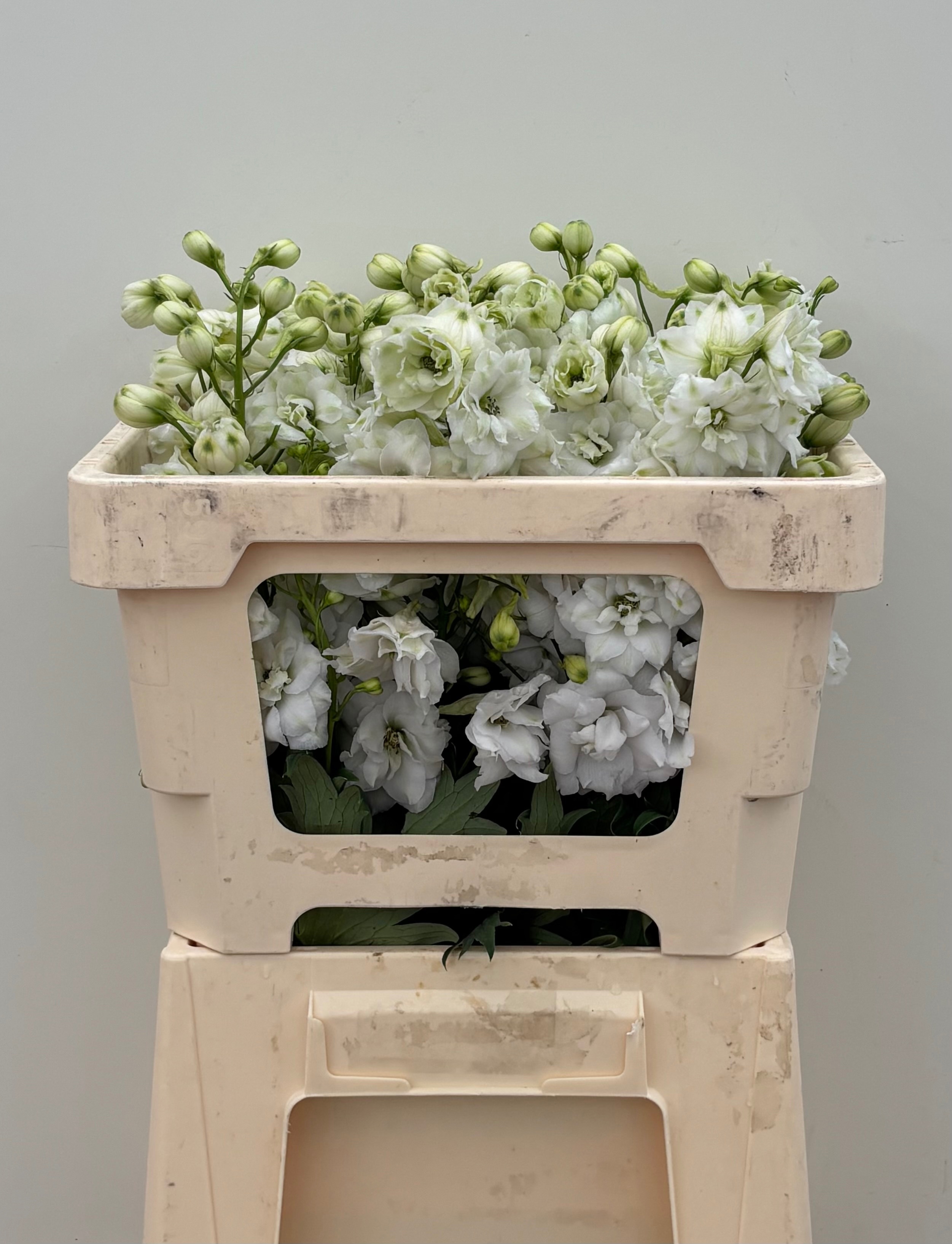 Delph Du Cent White 50L.cm 34bloei