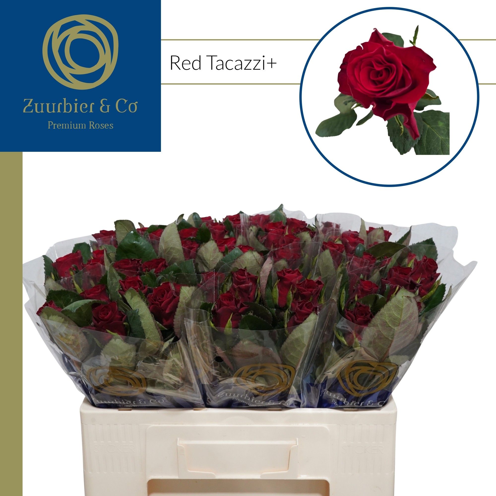 R Gr Red Tacazzi+