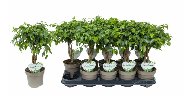 Fic Benjamina Ov 12Ø 40cm