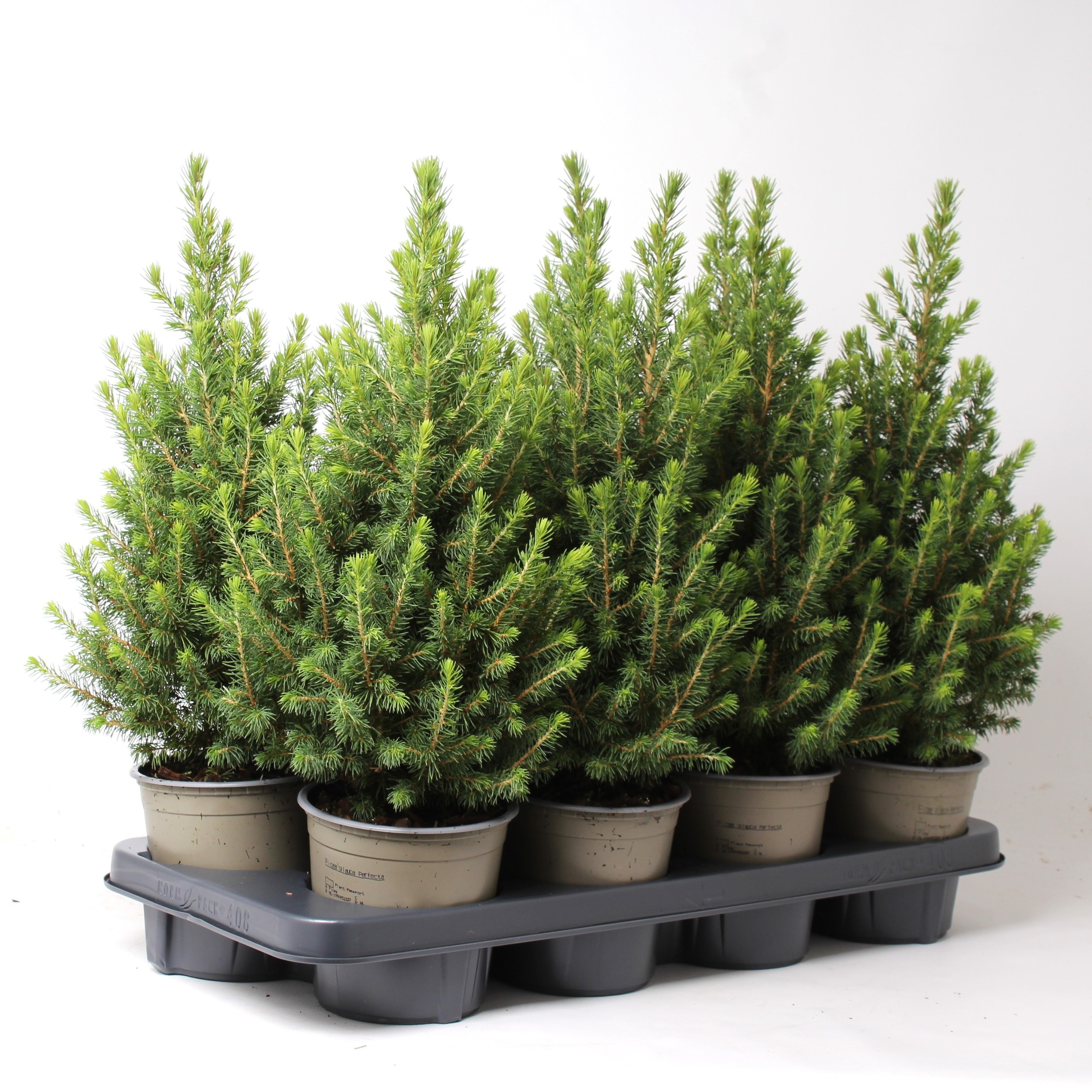 Picture of Picea glauca Perfecta P13