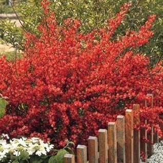 Picture of Cytisus praecox 'Boskoop Ruby'