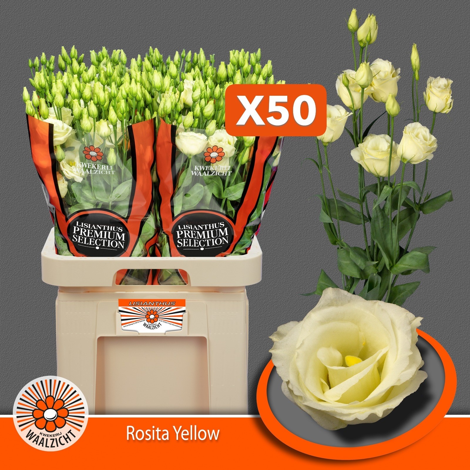 Lisianthus Double Rosita Yellow 70cm