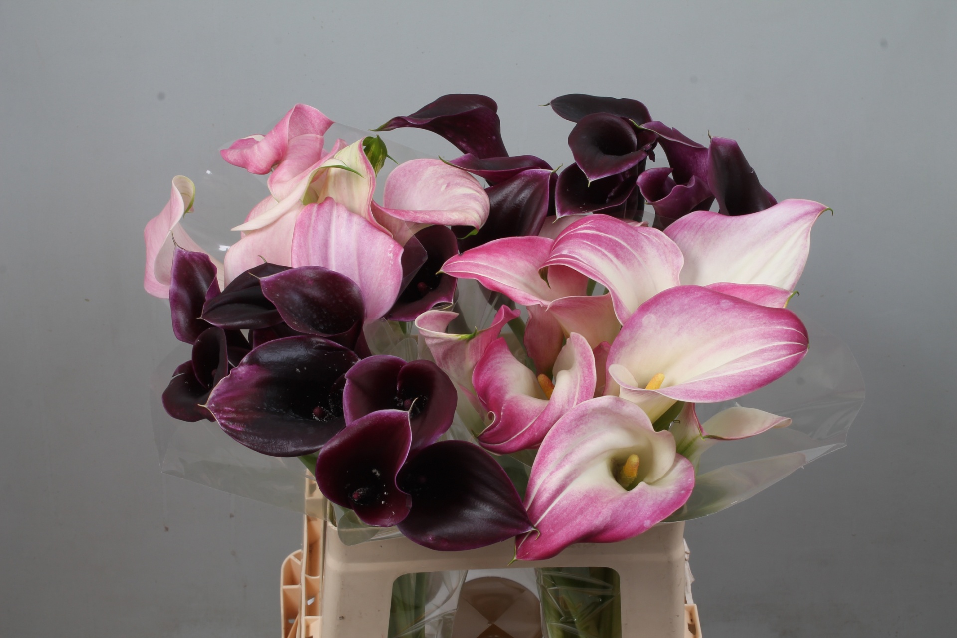 Calla Assorted 60cm