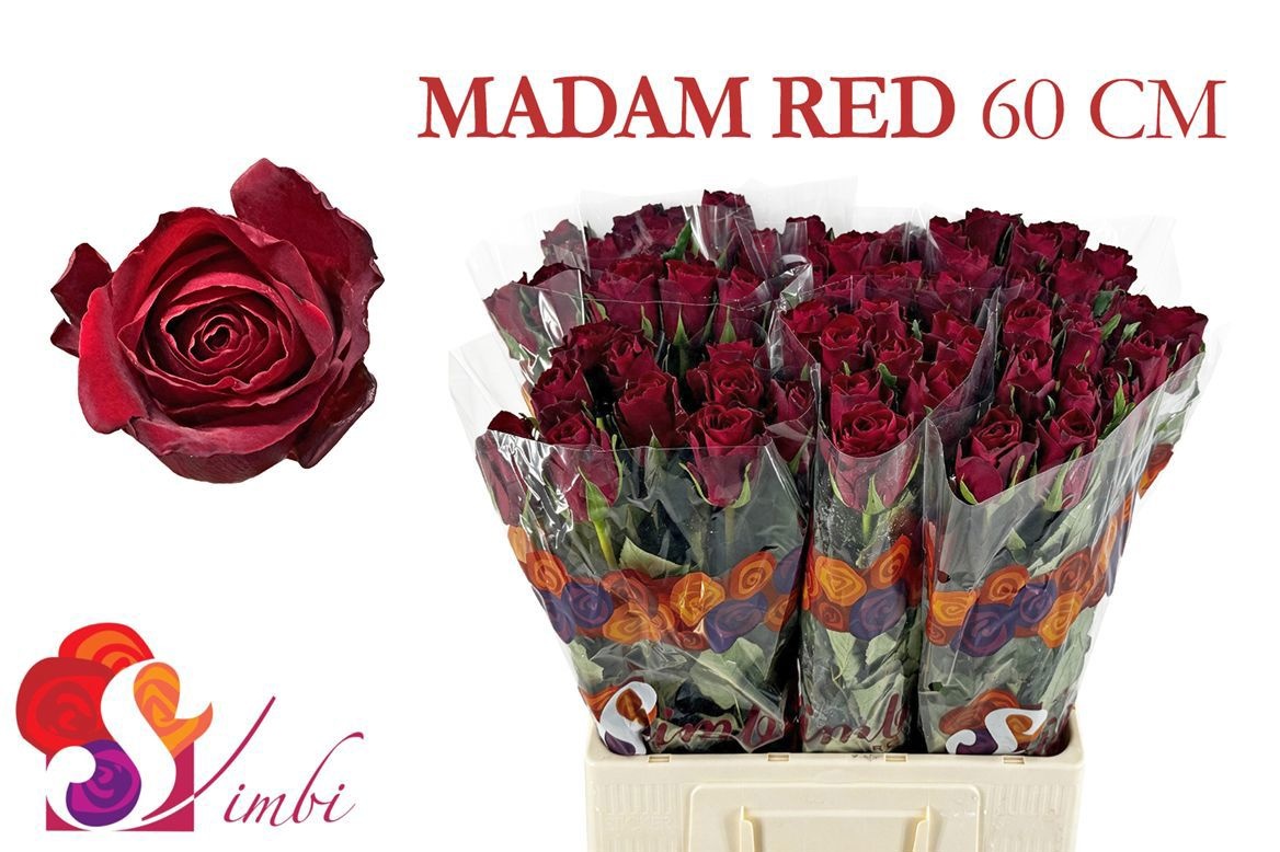 R Gr Madam Red