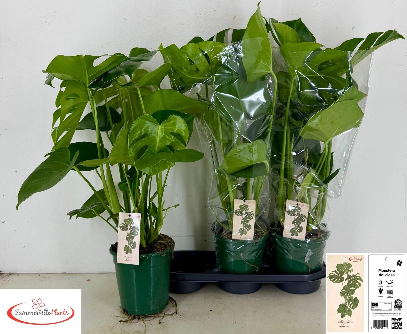 Monstera Deliciosa 19Ø 70cm