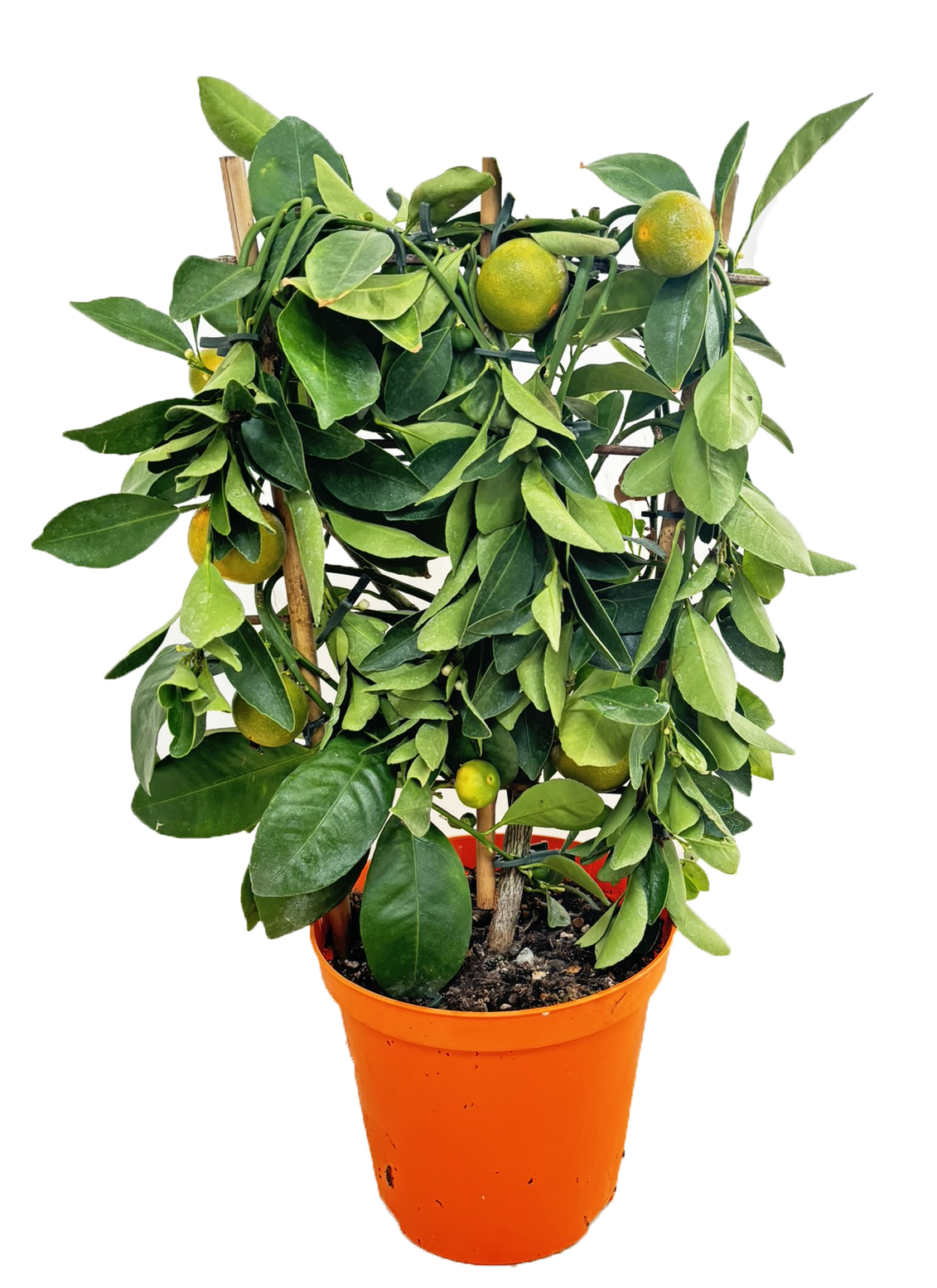 Picture of Citrus calamondin P14 40CM