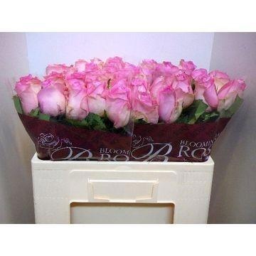 Rosa Revival 50cm