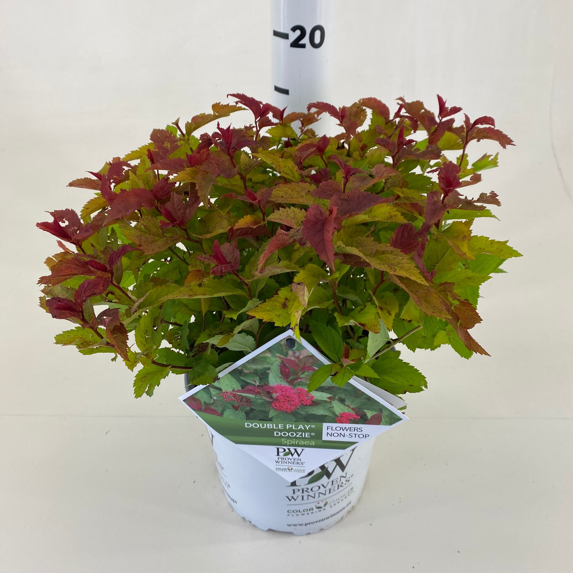 Picture of Spiraea jap. Double Play ® Doozie