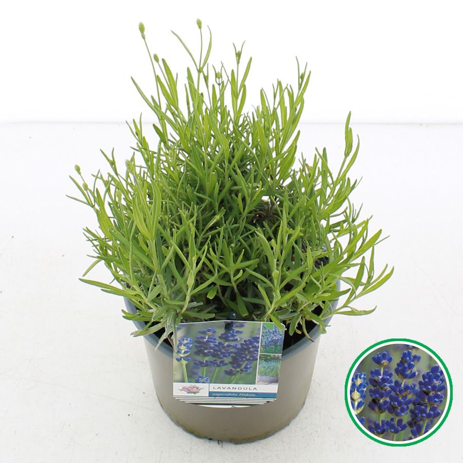 Picture of Lavandula angustifolia 'Munstead' C2 (17cm.)