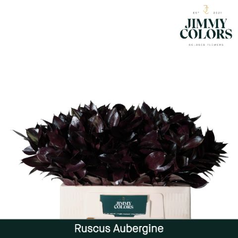 Ruscus L50 Aubergine