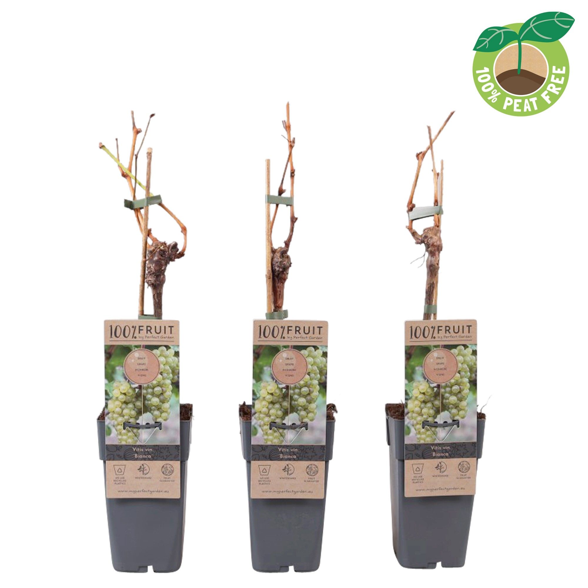 Obrázek Vitis vinifera Bianca crafted P15 (2 Ltr/high)