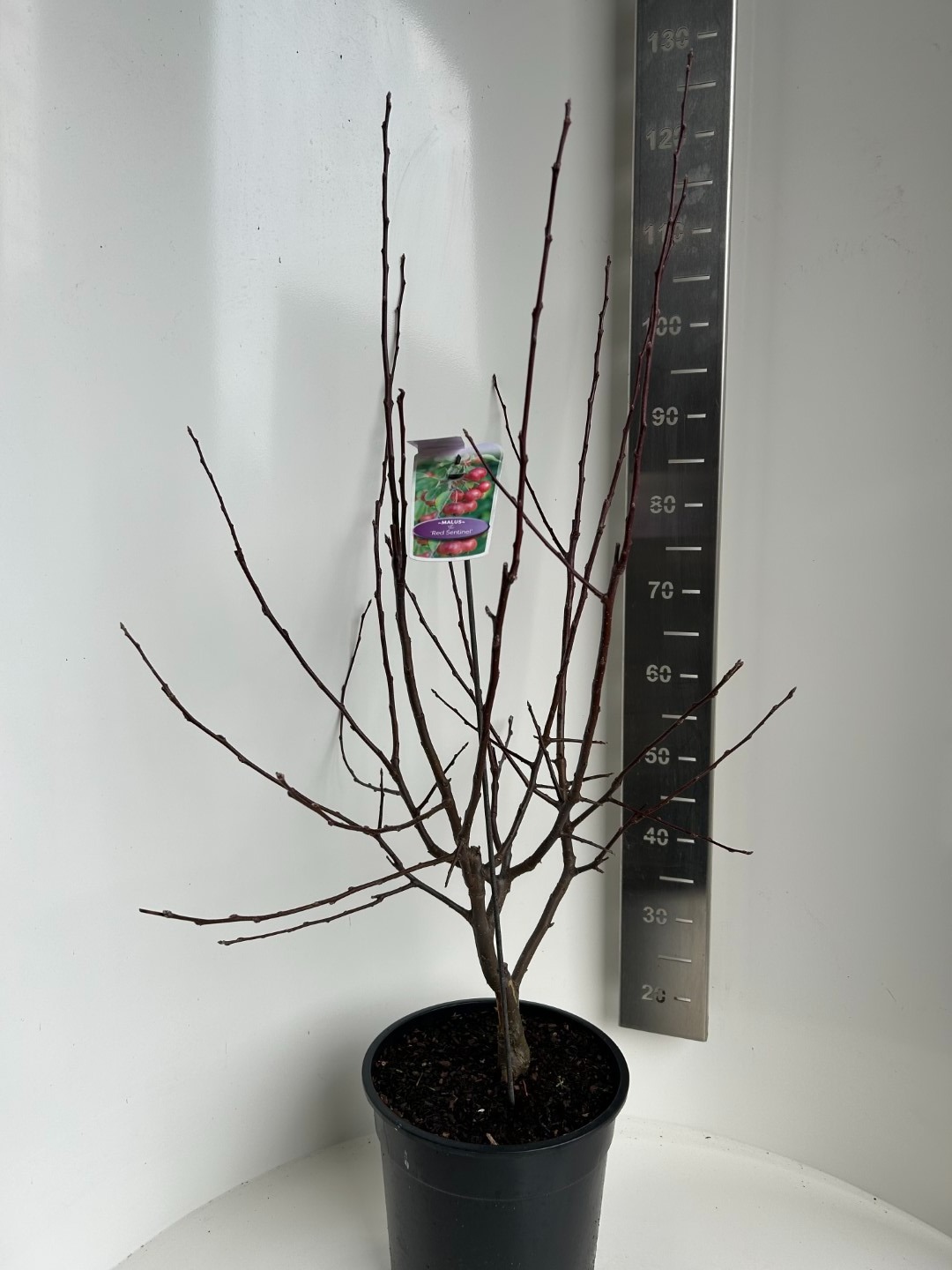 Picture of Malus Red Sentinel P29 (10 Ltr) (LOOSE)