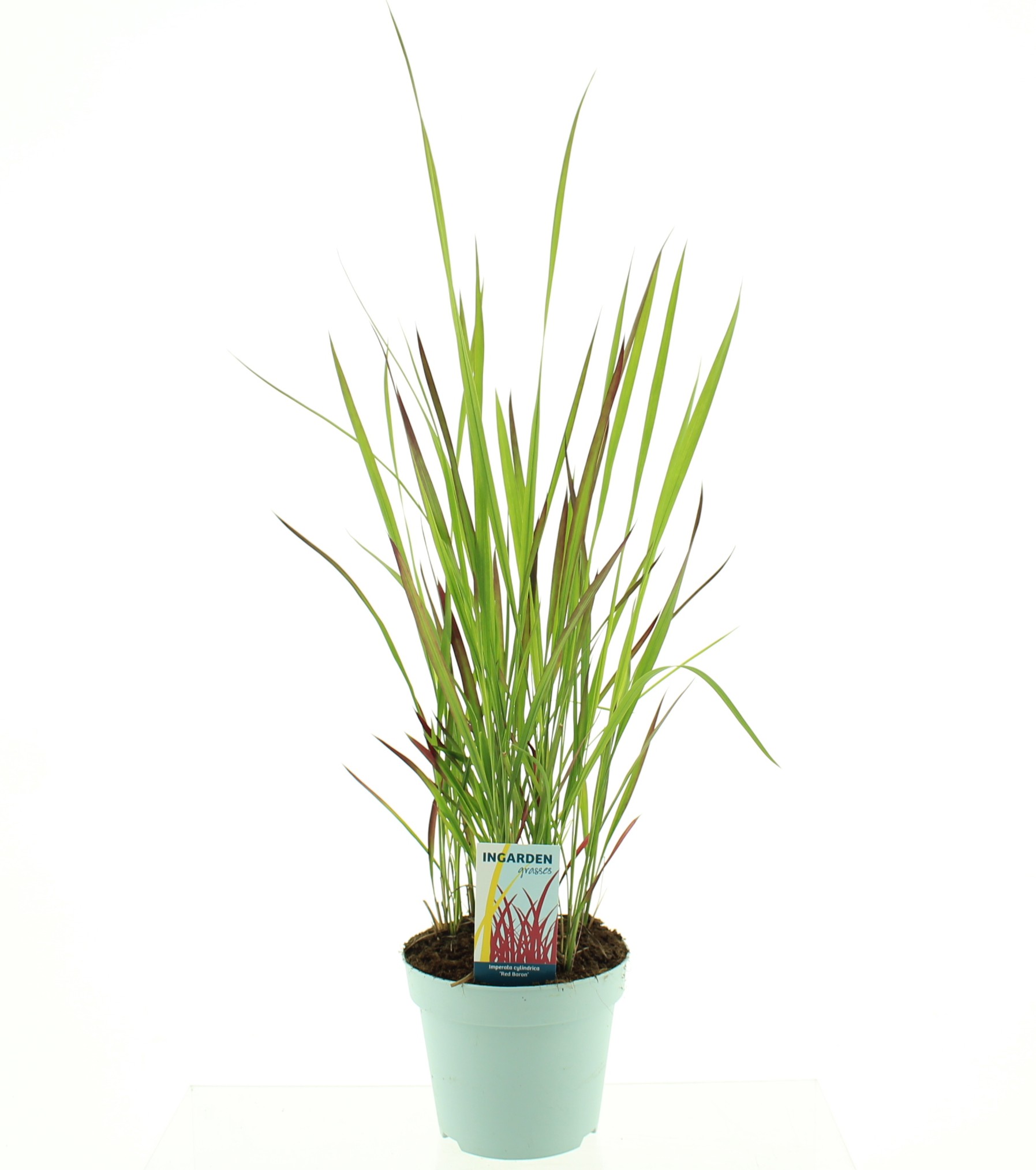 Picture of Imperata cylindrica 'Red Baron'