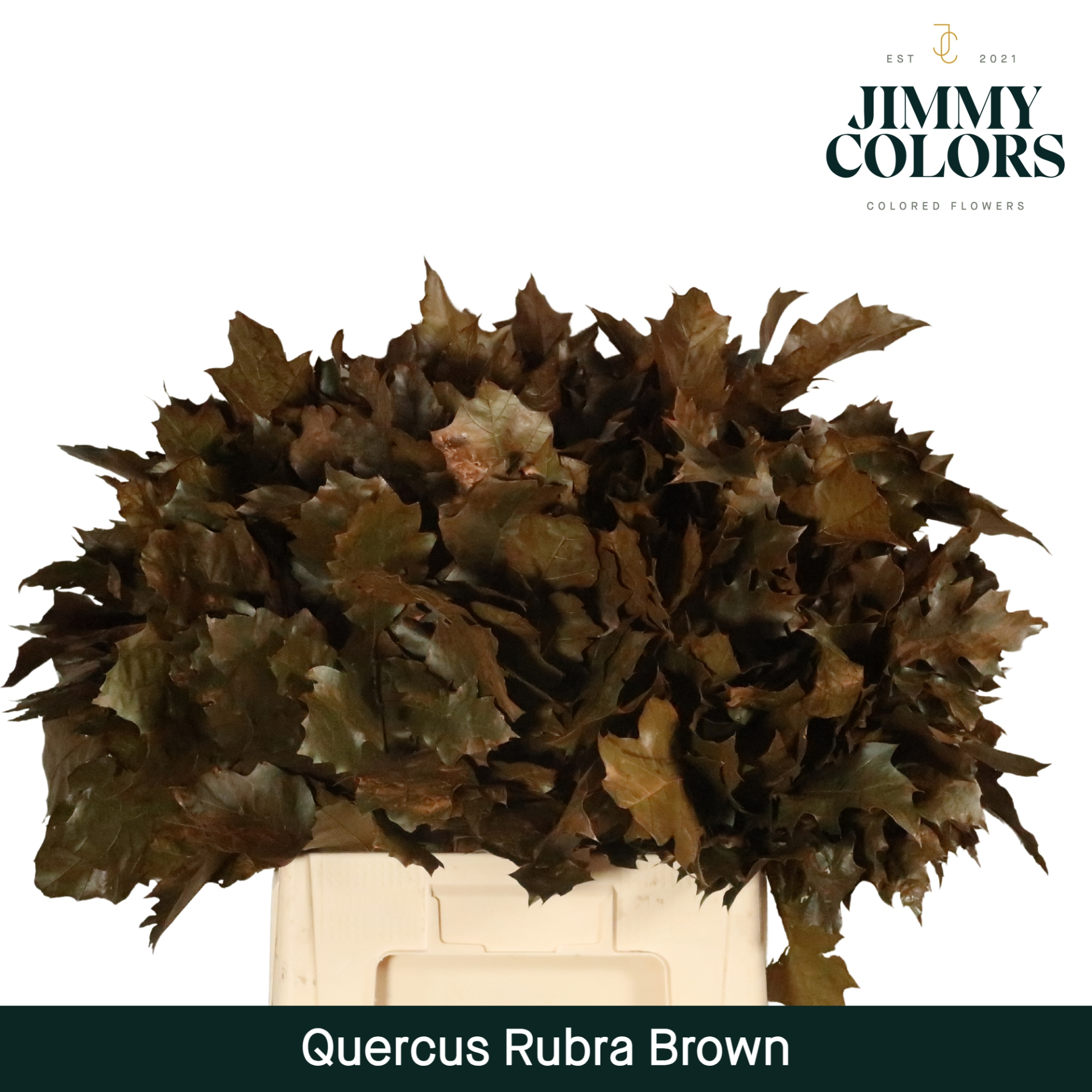 Quercus Rubra L60 Brown