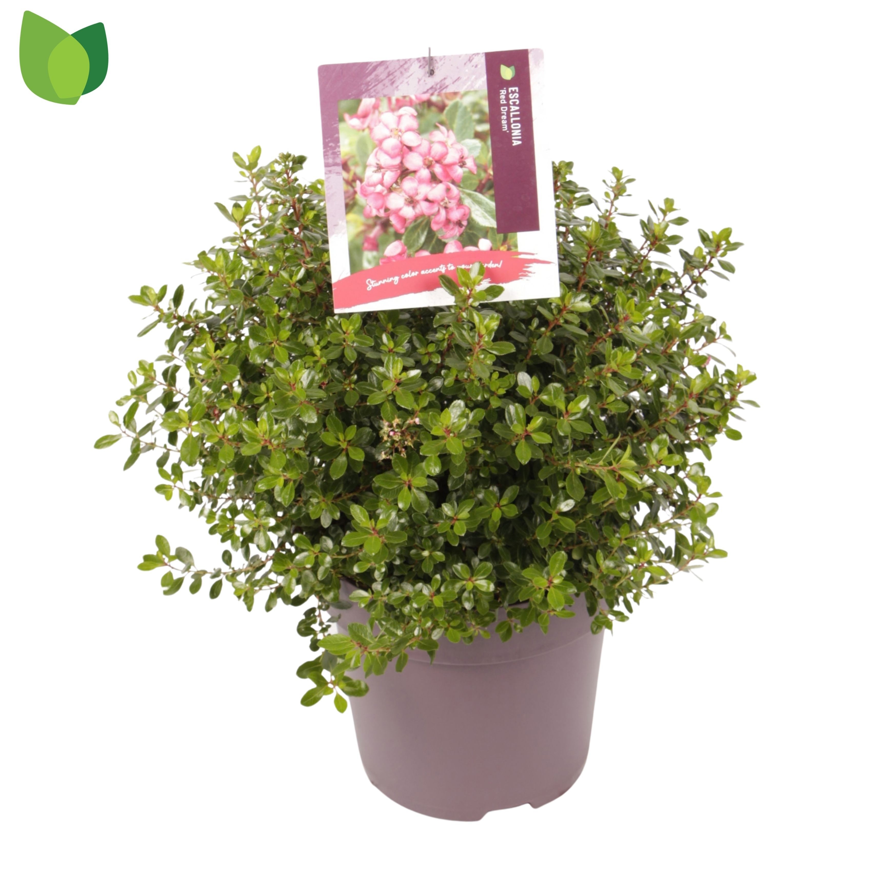 Escallonia 'Red Dream'