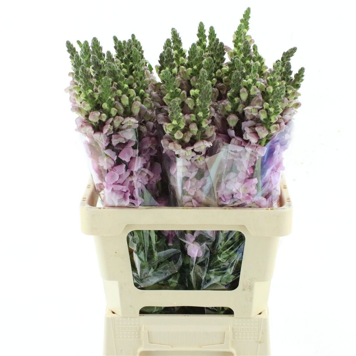Antirrhinum Lavendel 60cm