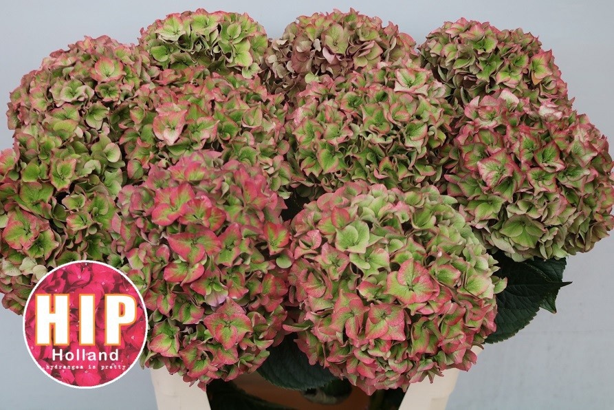 Hydrangea Rodeo Classic Pink 80cm 24Ø
